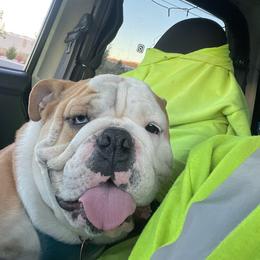Maui - Bulldog