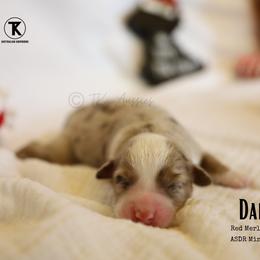 Daisy -RMF2 - Red merle female Miniature Australian Shepherd puppy in Nacogdoches, Texas from TK Standard, Mini, & Toy Aussies