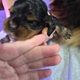 Green collar - Black white and tan male Cocker Spaniel puppy in South Milwaukee, Wisconsin from South East Wisconsin cocker spaniels