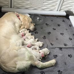 Golden Retriever puppies from Golden Care Golden Retrievers