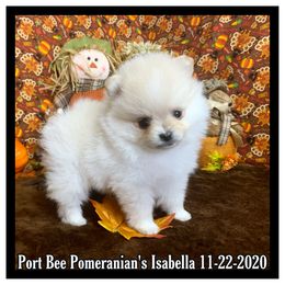 Pomeranian Puppies from Port Bee Pomeranian’s