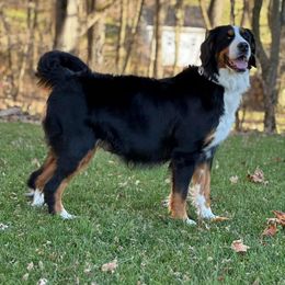 Hattie - Bernese Mountain Dog
