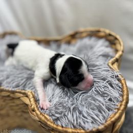 Countess - Caramel ice female Australian Labradoodle puppy in Avon, Indiana from Forever Friends Labradoodles