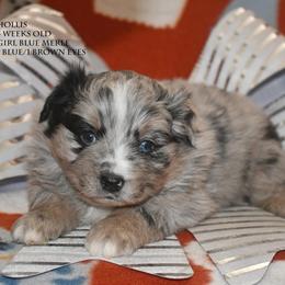 Hollis - Blue merle female Miniature Australian Shepherd puppy in Patterson, North Carolina from DreamLine Aussies