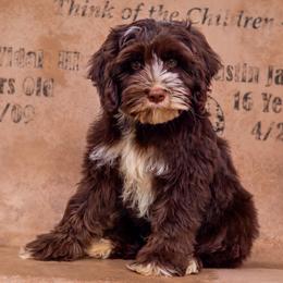 Macaron - Chocolate male Australian Labradoodle puppy in Redding, California from Shasta Royal Monroe Puppies
