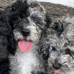 Double Doodles and Goldendoodles from My Favorite Doodle