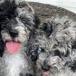 Double Doodles and Goldendoodles from My Favorite Doodle