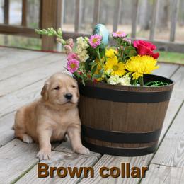 Brown collar - Golden male Golden Retriever puppy in Cartersville, Georgia from Lakeside Golden Retrievers