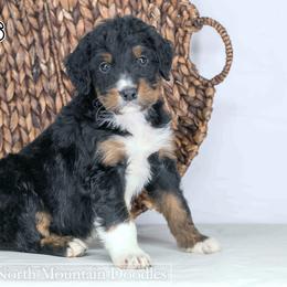 Waffles - Tri-color male Bernedoodle puppy in Factoryville, Pennsylvania from North Mountain Doodles