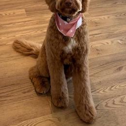 Opal - Goldendoodle