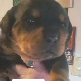 Boy 3 - Black and mahogany male Rottweiler puppy in De Witt, Iowa from Irish Eyes Kennels