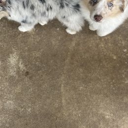 Miniature Australian Shepherd Puppies from Edwina's Aussies