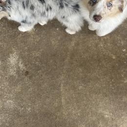 Miniature Australian Shepherd Puppies from Edwina's Aussies