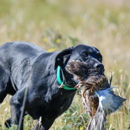 Labrador Retrievers from Iron Sights Retrievers
