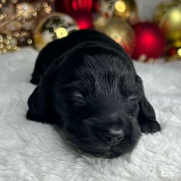 Puddin - Black female Dachshund puppy in Payette, Idaho from NT Mini Doxies