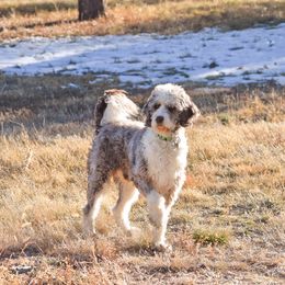 Cooper - Aussiedoodle