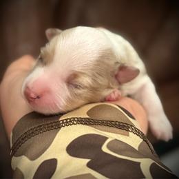 Minnie - Red merle female Miniature Australian Shepherd puppy in Lakeport, California from Akins Aussies/Wild Rose Ranch