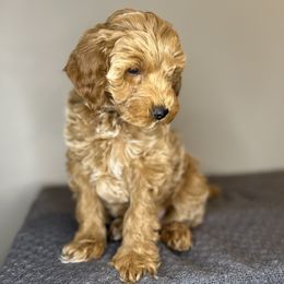 Goldendoodles from Happy Tails Doodle Farm