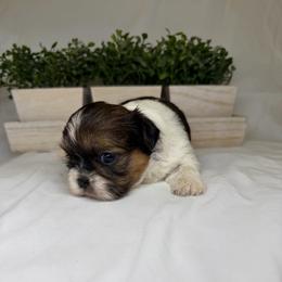 Daisy - Black gold and white female Shih Tzu puppy in Bullhead City, Arizona from Arizona Shih Tzu Land
