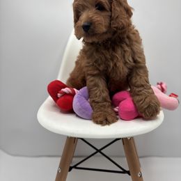 ARCHIE F1B Mini Goldendoodle - Apricot male Goldendoodle puppy in Creston, Ohio from Mini Doodles Dandy