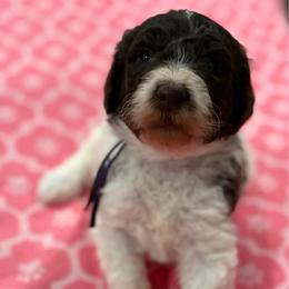 Koch - Chocolate female Goldendoodle puppy in Camden, North Carolina from Oopsie Doodles of NC