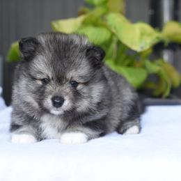 Kiva - Wolf sable female Pomsky puppy in Coos Bay, Oregon from Ocean View Pomskies