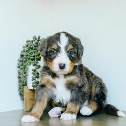 Karev - Merle male Bernedoodle puppy in Spanish Fork, Utah from K Brand Doodles