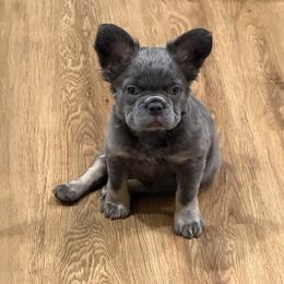 French Bulldog Puppies from Sonoma Fabulous Frenchies
