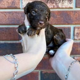 Hershey - Brown and white male Bernedoodle puppy in Owasso, Oklahoma from Kallams Bernedoodles & Bernese Mountain Dogs