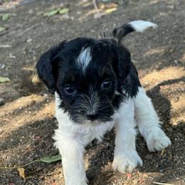 Oreo - Black and white female Bernedoodle puppy in Longmont, Colorado from Colorado Miniature Bernedoodle Puppies