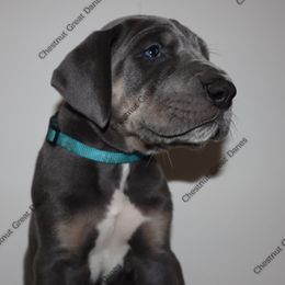 Azure - Blue male Great Dane puppy in Edinburg, Texas from Chestnut Great Danes
