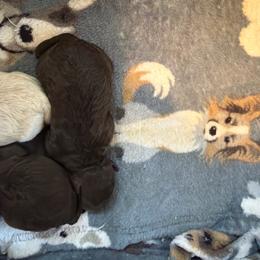 Priscilla - Brown female Poodle puppy in Sarasota, Florida from Paradise Poodles