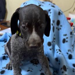 Neon Green - Black roan male German Shorthaired Pointer puppy in Jackson, Georgia from Rosengrace Gsps (formerly Tiner GSP’s)
