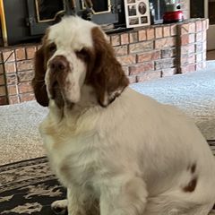Jazzy - Clumber Spaniel