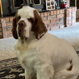 Jazzy - Clumber Spaniel