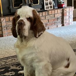 Jazzy - Clumber Spaniel