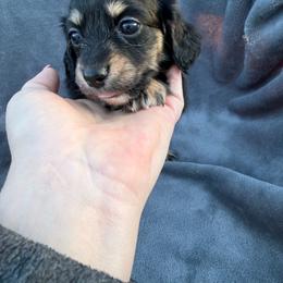 Girl 1 - Black and cream female Dachshund puppy in Martinsville, Virginia from Rea's Doxies