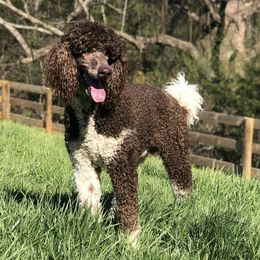 Poodles from Goode Standards