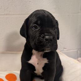 Red collar - Black male Cane Corso puppy in Va Beach, Virginia from Guardian Corso's