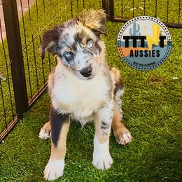 SofaKing - Blue merle male Australian Shepherd puppy in Tucson, Arizona from TTTNT Aussies