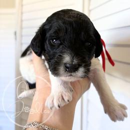 Red - Tri-color male Bernedoodle puppy in Rockwall, Texas from Glory Doodles