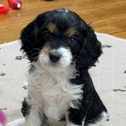 Shadow - Tri-color Cavapoo puppy in Rigby, Idaho from Beagles and Beyond, LLC