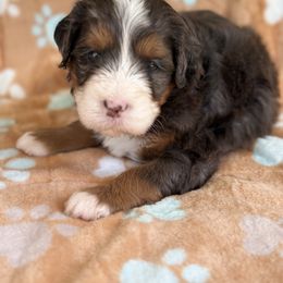 Boy 3 - Merle male Bernedoodle puppy in Waco, Texas from Blessings Pups Doodles