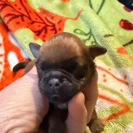Yoda - Red male Brussels Griffon puppy in Seneca, Missouri from Stephanie’s Puppy Colony