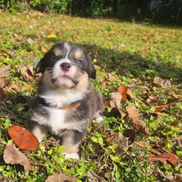 Pembroke Welsh Corgi Puppies from McMillion Corgis