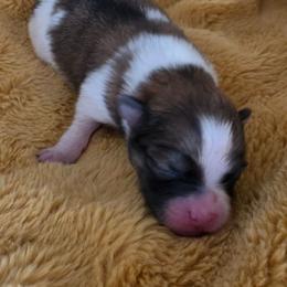 Sophia - Tri-colored female Pomeranian puppy in Cleveland, Tennessee from Deborah's Darlings