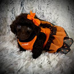 Lil Sasha - Brown female Poodle puppy in Newcomerstown, Ohio from Sheri’s Lil Angel’s