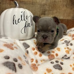 French Bulldog Puppies from Ballen Bulldogs