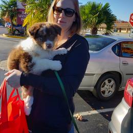 Australian Shepherd Puppies from Covenant View Farm Australian Shepherds