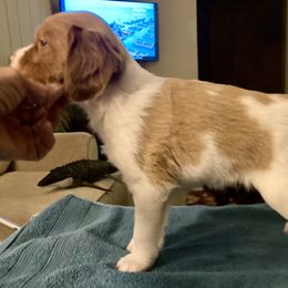 F1 - White and orange female Brittany puppy in Alburtis, Pennsylvania from Triumphant Kennels